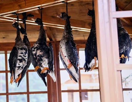 Dead geese hang under the roof of the gazebo, hanging by their necks. Hunter's trophies.