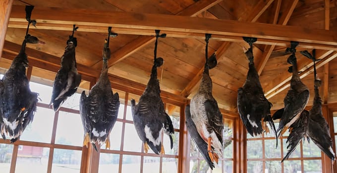 Dead geese hang under the roof of the gazebo, hanging by their necks. Hunter's trophies.