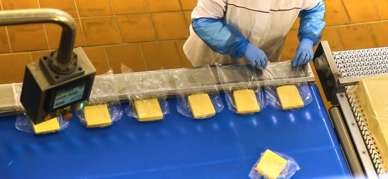 Two workers start making blocks of cheese in a factory. Worker on a cheese production line.