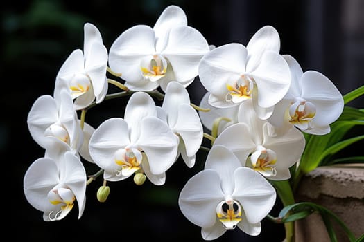 White Phalaenopsis orchid bellflowers photograph. Generative AI.