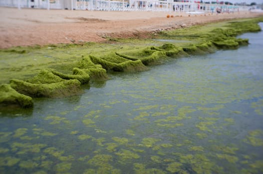 A lot of green mud washed up on the shore of the Black Sea. High quality photo