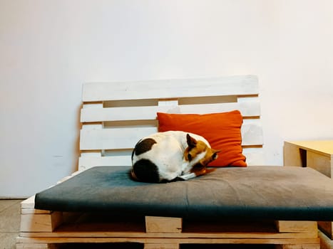 Animal sleep. Dog lying on a sofa in a bright room.