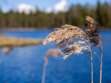 Little grass close-up over a calm lake. Beautiful nature background.