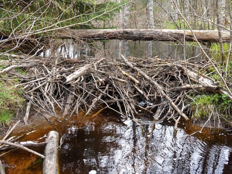 Beaver dam at a small river