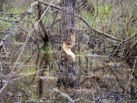 Beaver cut down a tree