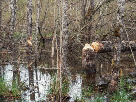 Beaver cut down a tree
