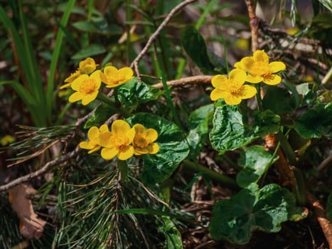 Buttercups close-up on the background of meadow plants in the spring forest, selective focus. Yellow swamp flowers in the summer garden.