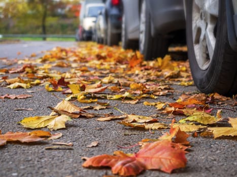 Car on asphalt road on autumnr day at park