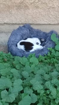 gray cat sleeps in a blanket on the grass, animals, pet. High quality photo