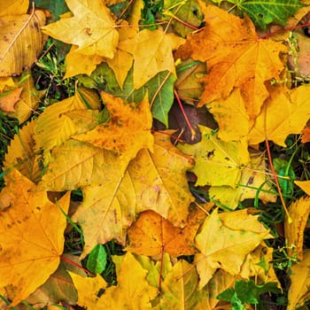 Colorful and bright background made of fallen autumn leaves