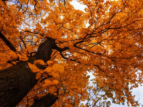 The warm autumn sun shining through the golden canopy of tall beech trees