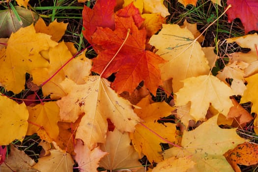 Colorful and bright background made of fallen autumn leaves