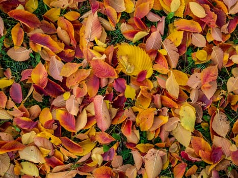 Colorful and bright background made of fallen autumn leaves