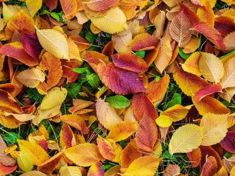 Colorful and bright background made of fallen autumn leaves
