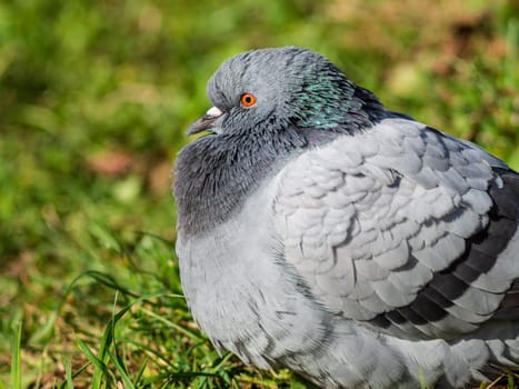 Beautiful pigeon bird standing on grass