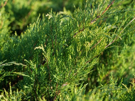 green fields covered with blooming heather, summer, wildlife.