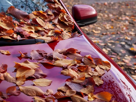 Fallen dry brown oak leaves lying on car windshield and hood in sunny weather, side view, soft focus. Autumn foliage, transport, season concept.