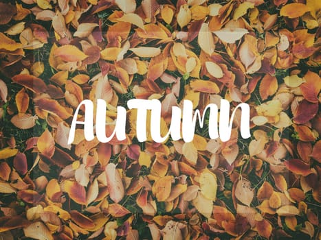 Background of orange maple leaves with congratulatory inscription Autumn