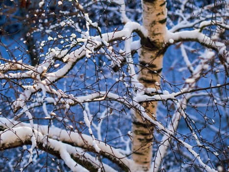 Winter snow covered bush view. Winter snow scene. Snow covered bush branches in winter. Winter snow buch.