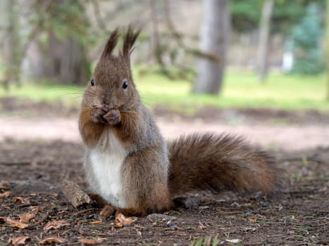 Grey fluffy squirrel gnaws a nut in the fall.