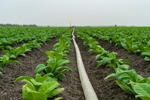 watering tobacco fields with a PVC hose pipe