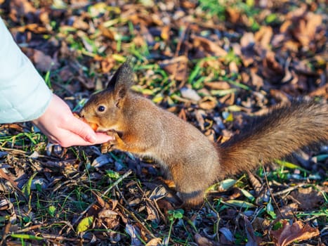 Winter squirrel eats a nut from a female hand. Eurasian red squirrel, Sciurus vulgaris.