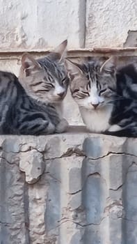 gray cats sleeps, animals, pet. High quality photo