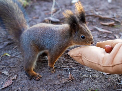 Winter squirrel eats a nut from a female hand. Eurasian red squirrel, Sciurus vulgaris.