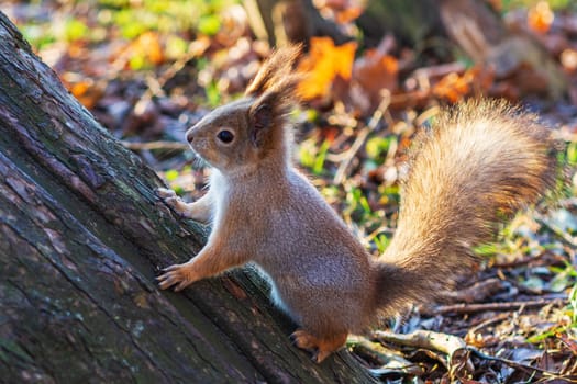 Red squirrel posing on a tree. Portrait of a funny fluffy squirrel sitting on a tree.