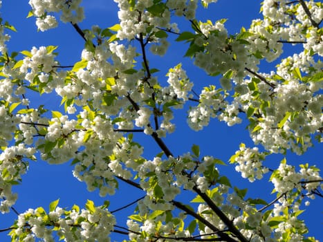 Branch with white blooming apple flowers on the background of the clear blue sky under bright sunlight - spring floral background. Tones correction. Soft focus processing