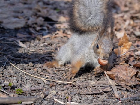 Squirrel in the autumn forest park. Squirrel with nuts in fall foliage.