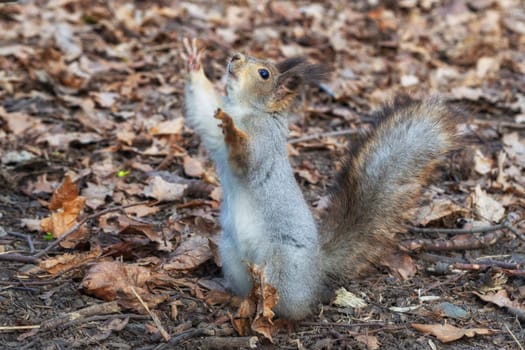 Squirrel in the autumn forest park. Squirrel in the autumn foliage stands on its hind legs.