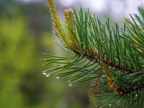 Pine tree after heavy rain. Close up of the branch and water drops.