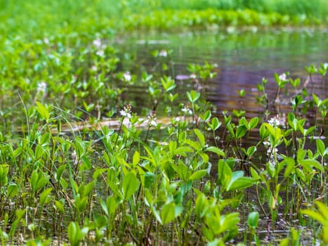 Green Plants and shore trail in the lake
