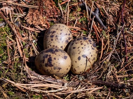 A nest filled with three seagull bird eggs On the moss