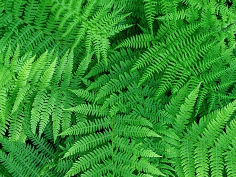 beautyful ferns leaves green foliage natural floral fern background