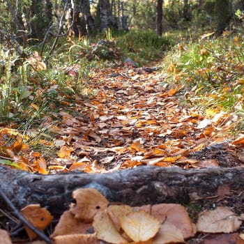 Autumn forest trail view. Forest trail in autumn. Autumn forest trail