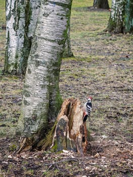 Great Spotted Woodpecker on a tree stump.