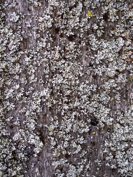 Natural wooden background, fence boards on them grows moss