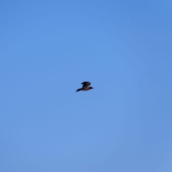 A Carrion Crow (Corvus corone) in flight.