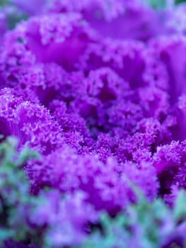 Flowering decorative purple-pink cabbage plant in garden. Ornamental cabbages. Winter flowers. Coloured leaves of ornamental cabbage. Crimson decorative cabbage.Ornamental kale.