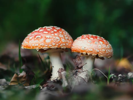 Fly-agaric in a forest, closeup photo