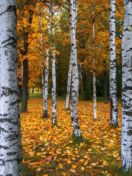 White fall birch trees with autumn leaves in background