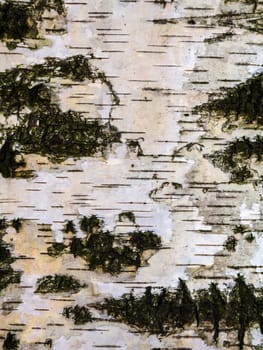 Texture of birch bark, background