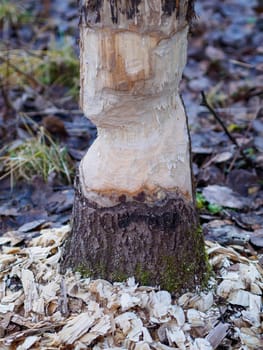 Beavers building a dam in a river in the middle of forest. Macro shot of a large linden tree stump is the woods, chewed by beavers in early autumn. Sawdust is all around the tree.