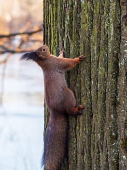 Red squirrel posing on a tree. Portrait of a funny fluffy squirrel sitting on a tree.