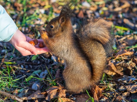 Winter squirrel eats a nut from a female hand. Eurasian red squirrel, Sciurus vulgaris.