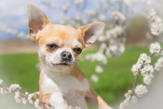 dog enjoys cherry blossoms on a spring day, pets, spring