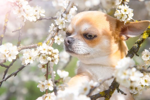 dog sniffs among the cherry blossoms close-up, pets, spring