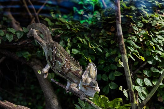 a chameleon animal brown and green in a animal parc in a zoo